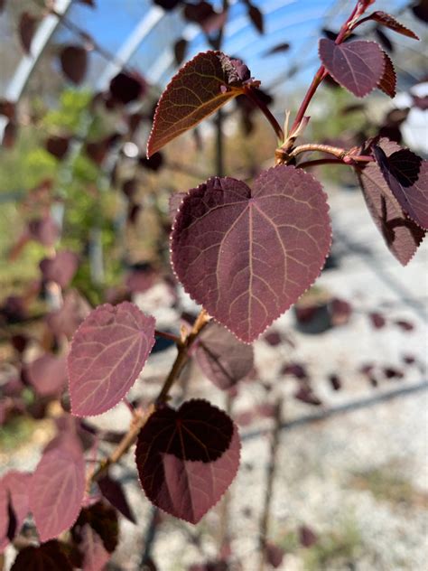 Buy Cercidiphyllum Japonicum Rotfuchs Red Fox Japanese Katsura Tree