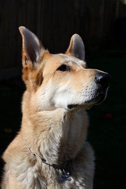 Blonde German Shepherd Stock Photos Pictures And Royalty Free Images