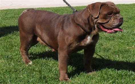 Olde english bulldogge puppies we have superb old english bulldog and victorian bulldog puppies for sale with outstanding health guarantees and customer service 2nd to none. Olde Victorian Bulldogge Temperament and Personality - Friendly and Non Aggressive Behavior