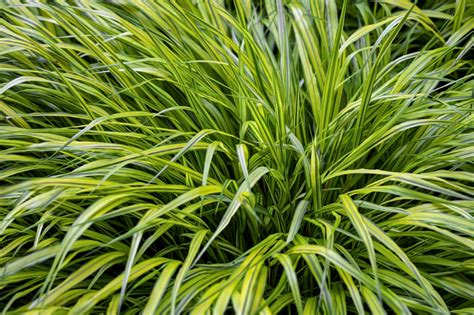 Golden Japanese Forest Grass Hakonechloa Macra Aureola Is A