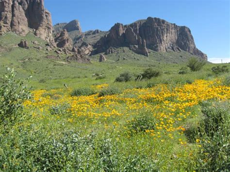 See more ideas about arizona, sonoran desert, southwest desert. Botanical Education Foundation: Spring Classes - Herbs ...