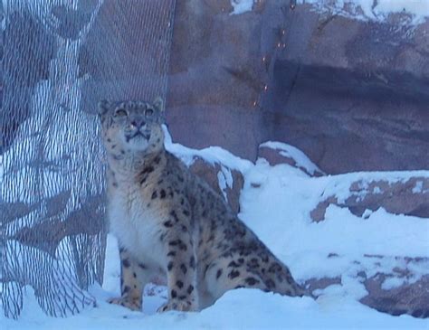 Snow Leopard Zoochat