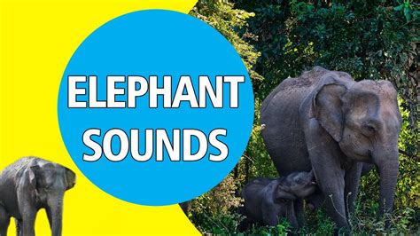 Elephant Sound Effects In High Quality Youtube
