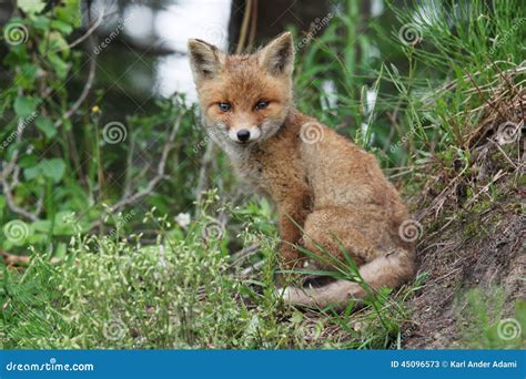 Red Fox Smile Stock Photo Image 45096573