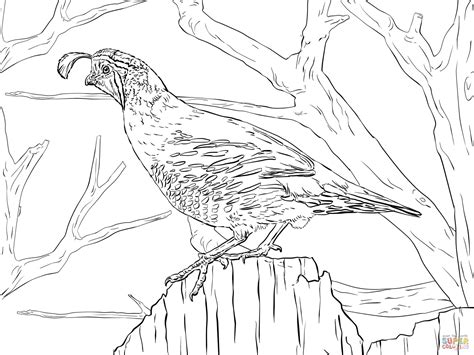 Would you like to offer the most beautiful quail coloring page to your friend? Realistic California Quail coloring page | Free Printable ...