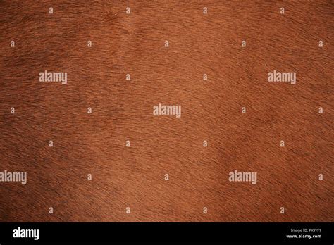 Brown Natural Cow Fur Texture Stock Photo Alamy