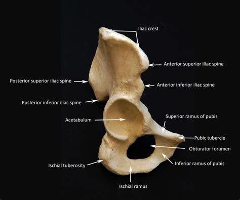 The Bones Of An Animal Are Labeled In This Image Including The Lower