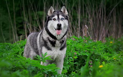 The siberian husky loves life. Siberian Husky - My Doggy Rocks