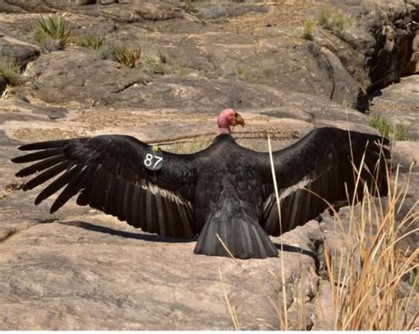 Virgin Births Of Two California Condor Chicks Reported First