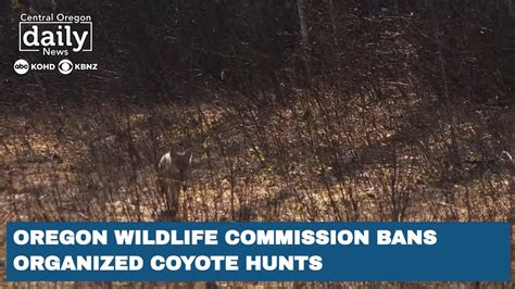 oregon wildlife commission bans organized hunting contests of coyotes youtube