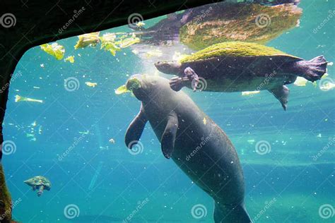 Manatee Is Eating Lettuce Stock Photo Image Of Eating 101481812