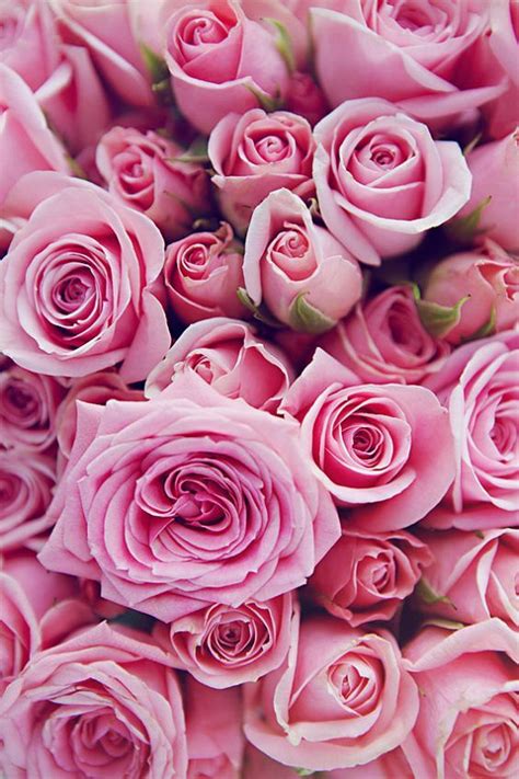 Pink Roses Fotografie Blumen Hintergrundbilder Blumen Und Liebe Blumen
