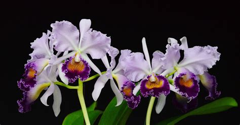 Exotic Orchid Displays Take Over Museum