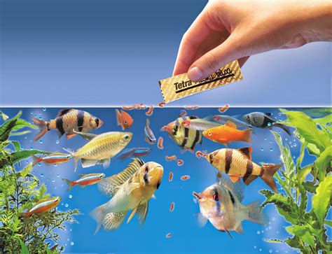 Types Of Aquarium Fish Food Types And Nutritional Values The Aquarium