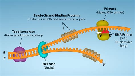 30 Dna Rna And Dna Replication Biology Libretexts