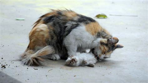 Heartbreaking Pictures Of Mother Cat Trying To Revive Her Dead Kittens