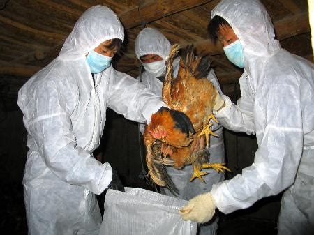 For these gene swaps to occur, a bird or human (or. FG Alerts on the Resurgence of Bird flu in 26 States, FCT ...