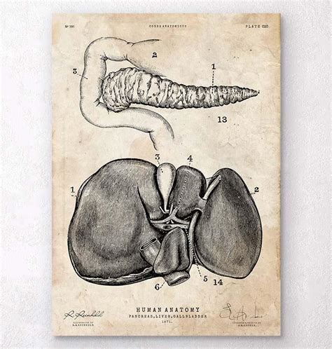 Pancreas And Liver Anatomy Poster Codex Anatomicus