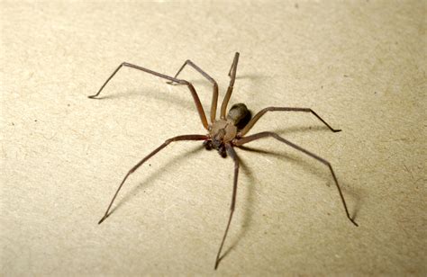 How To Identify Brown Recluse Spiders