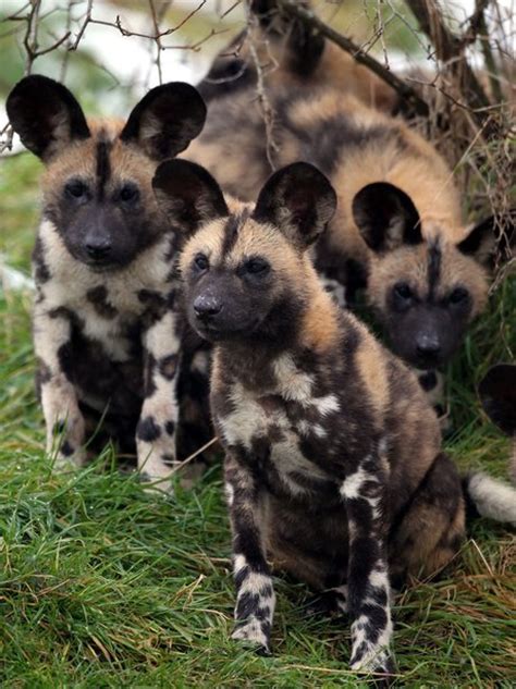 So here we go, a huge series of photos of pups being. African painted dog puppies inspect their enclosure at ...