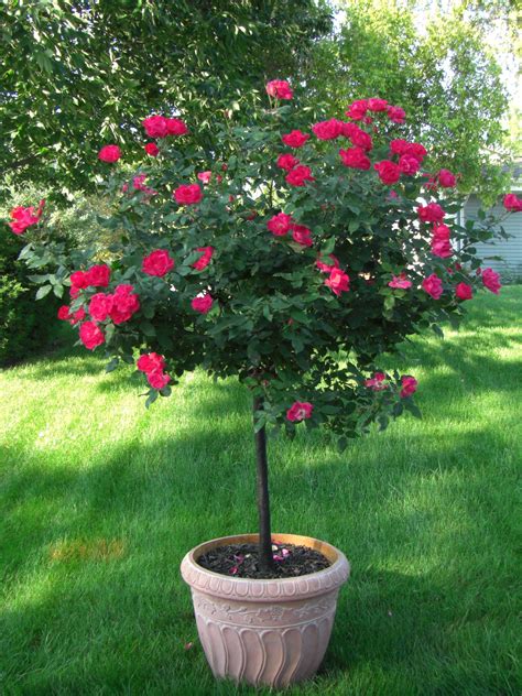 Patio Plants During Hot Summer Months Rose Trees Knockout Rose Tree