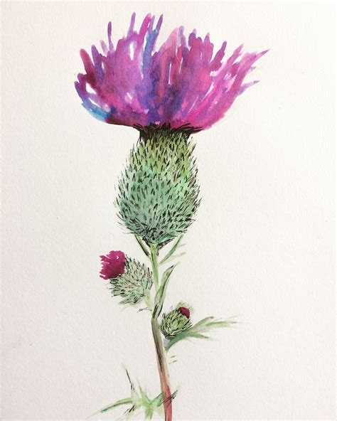 Thistle A Little Bit Of Painting On A Sunday Afternoon Thistle