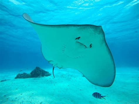 Curacao Sea Aquarium Stingray Snorkel Shark Feeding 2023 Ph