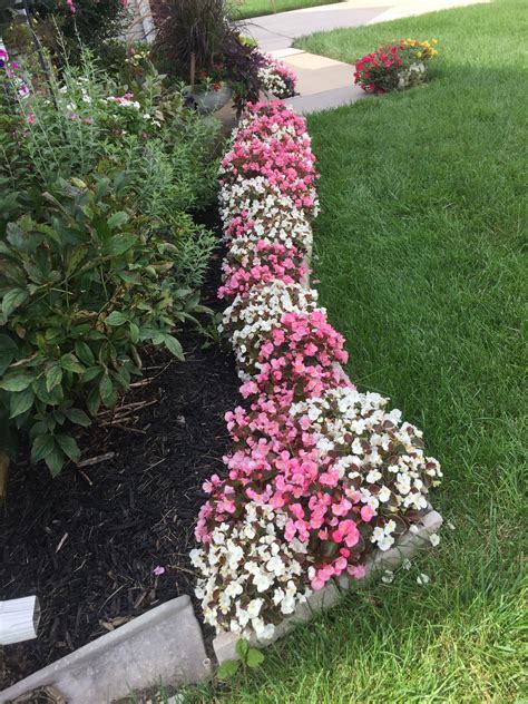 White And Pink Begonias Front Yard Garden Edge Front Yard Landscaping