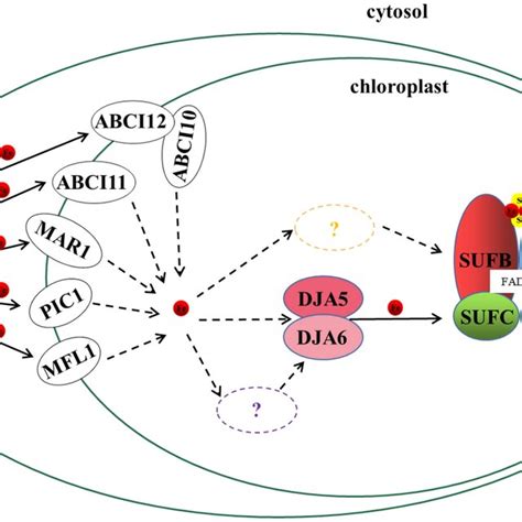 Outline Of Fe S Cluster Assembly And Delivery Pathway In Plastids The