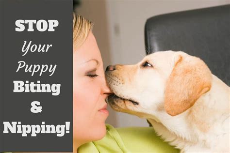 But can also sometimes be accompanied by growling and tugging. How to Stop a Puppy from Biting and Nipping