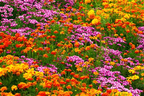 40 Colorful Garden Ideas Color Explosion