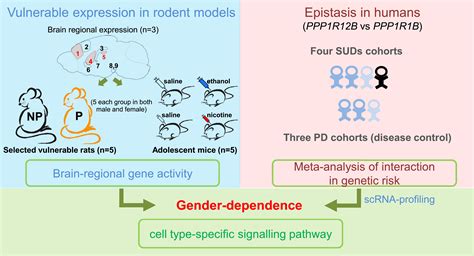 Epistatic Evidence For Gender Dependant Slow Neurotransmission