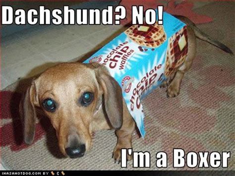 Humor Funny Dachshund Funny Dog Pictures Dachshund