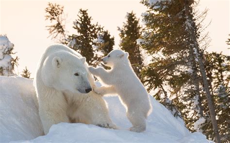 White Wolf Adorable Pictures Of Polar Bear Cub Hitching A Ride On It