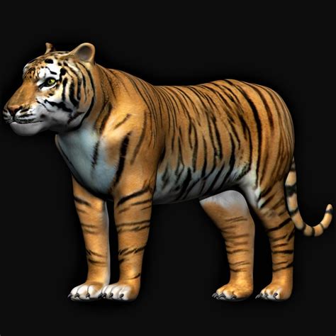 Fully Rigged Tiger 3d Model Turbosquid 1689980
