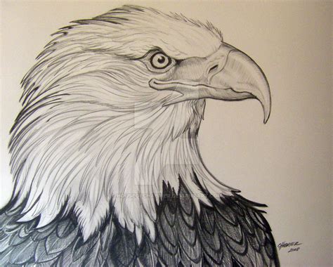 Pencil Drawing Eagle Head Pencildrawing