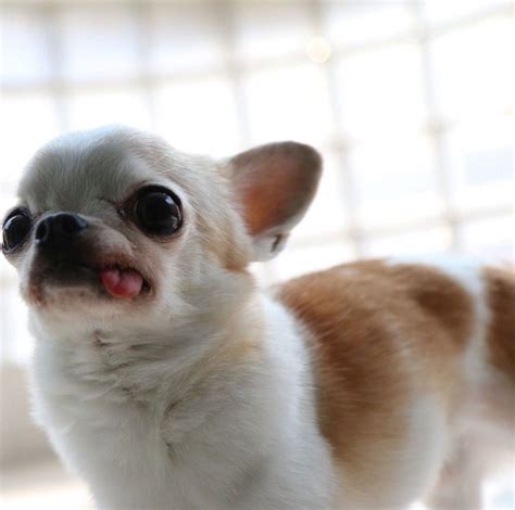 73 Funny Chihuahua Dog Pictures Photo Bleumoonproductions
