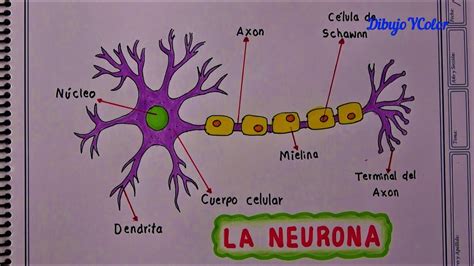 Arriba Más De 69 Dibujo Neurona Mejor Vn