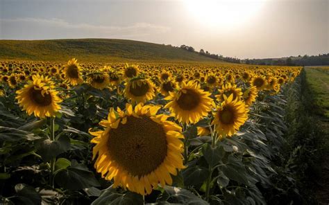 Gambar bunga matahari via pixabay.com @ alevanti. Cara Menanam Bunga Matahari Mulai Dari Penyemaian