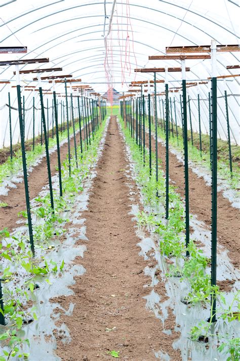 Tomato Trellising Archives • Gathering Together Farm The Blog