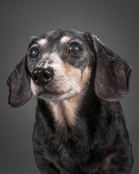 12 Adorable Stories Behind Pete Thornes Elderly Dog Portraits Elderly