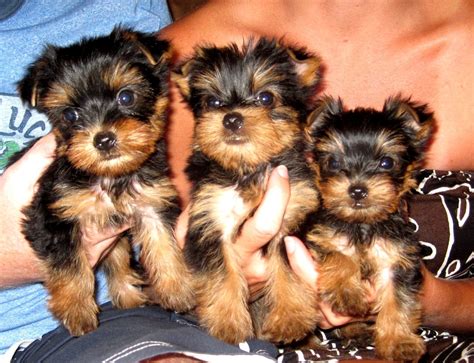 The morkie is recognized by the achc (american canine hybrid club). 26 Luxury Teacup Yorkie Puppies For Sale Near Me | Puppy ...