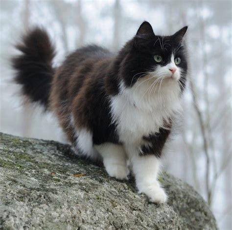 The 25 Best Black Norwegian Forest Cat Ideas On Pinterest
