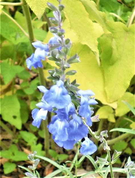 Salvia Azurea Victorian Salvia Study Group