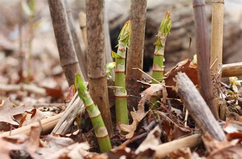 However, due to the complex legal issues surrounding knotweed and its impact on property, any diy knotweed eradication effort will not. How to kill Japanese knotweed - LetsFixIt