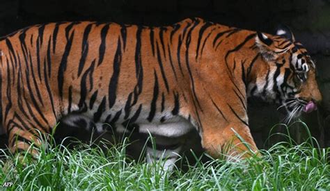 Nepal Tiger Population Roars Back After Conservation Drive