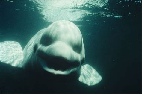 Las Ballenas Beluga Pueden Imitar La Voz Humana