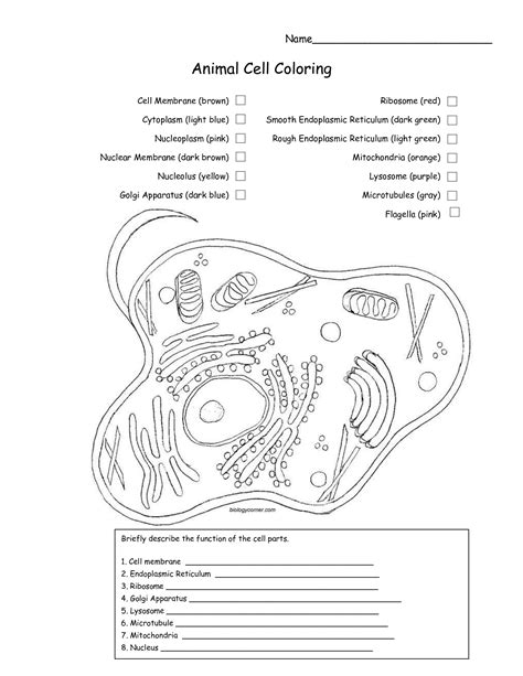 Animal cell worksheet colouring pages homeschooling animal cell. Animal Cell Coloring Page New | Animal cell, Plant and ...