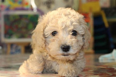 Goldendoodle Skin Issues And How To Help Your Dog Pandp