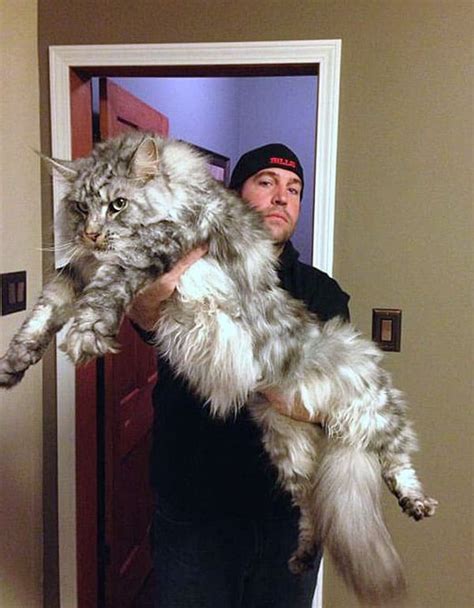The breed fell out of favor in the early. Super-Sized Maine Coon Cats That Will Make Your Kitty Look ...